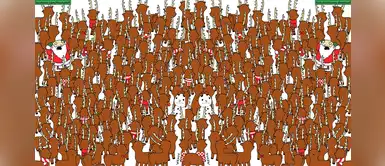 Reto visual: encuentra el oso entre los venados Reto visual: encuentra el oso entre los venados