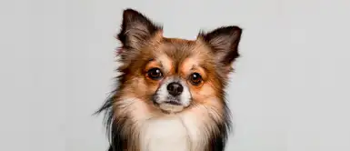 ¿Vas adoptar un perro machito? Te compartimos un listado de nombres con la letra B ¿Vas adoptar un perro machito? Te compartimos un listado de nombres con la letra B