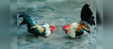 ¡No al maltrato animal! Declaran ilegal las peleas de gallos en USA ¡No al maltrato animal! Declaran ilegal las peleas de gallos en USA