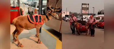 ¡Lamentable! Renos son encadenados a trineo y los hacen desfilar en evento navideño ¡Lamentable! Renos son encadenados a trineo y los hacen desfilar en evento navideño