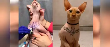 ¡Terrible! “Influencer” mandó hacer un tatuaje a su gato para ganar más seguidores ¡Terrible! “Influencer” mandó hacer un tatuaje a su gato para ganar más seguidores
