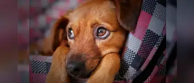 México: consejos para proteger a perros sin hogar del frío México: consejos para proteger a perros sin hogar del frío