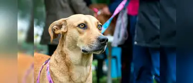 Surco: Brigada Canina brinda recomendaciones para cuidar a las mascotas en Navidad Surco: Brigada Canina brinda recomendaciones para cuidar a las mascotas en Navidad