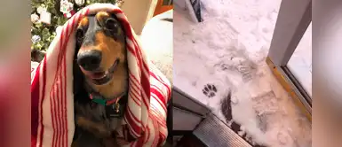 Perrito prefiere quedarse abrigado en lugar de salir a jugar en la nieve y pasar frío Perrito prefiere quedarse abrigado en lugar de salir a jugar en la nieve y pasar frío