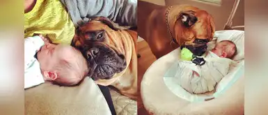 Perrito consuela a su hermano humano dándole su juguete favorito cuando llora Perrito consuela a su hermano humano dándole su juguete favorito cuando llora