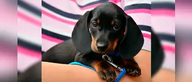 Te enseñamos un listado de nombres modernos para perritos con la letra C Te enseñamos un listado de nombres modernos para perritos con la letra C