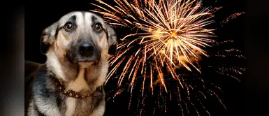 Animal Planet emitirá un programa especial para calmar a los perritos de la pirotecnia Animal Planet emitirá un programa especial para calmar a los perritos de la pirotecnia