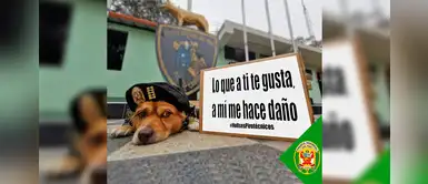 Chato, el perro PNP te enseña cómo cuidar a tus mascotas durante las fiestas navideñas Chato, el perro PNP te enseña cómo cuidar a tus mascotas durante las fiestas navideñas