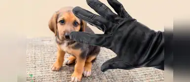 ¿Cómo evitar que te roben a tu perro? 10 consejos clave para hacer un alto a la delincuencia ¿Cómo evitar que te roben a tu perro? 10 consejos clave para hacer un alto a la delincuencia