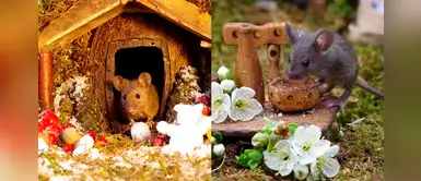 Hombre descubre una familia de ratones viviendo en su jardín y les construye una casita Hombre descubre una familia de ratones viviendo en su jardín y les construye una casita