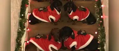 17 perros salchichas posan juntos para la foto perfecta de Navidad 17 perros salchichas posan juntos para la foto perfecta de Navidad
