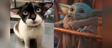 La tierna gatita que se volvió viral por su increíble parecido a ‘Baby Yoda’ La tierna gatita que se volvió viral por su increíble parecido a ‘Baby Yoda’