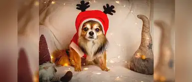 ¿Adoptarías un perrito para Nochebuena? Conoce la lista de nombres navideños ¿Adoptarías un perrito para Nochebuena? Conoce la lista de nombres navideños