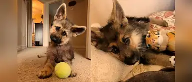 Ranger, el hermoso pastor alemán de 2 años con enanismo que siempre parecerá un cachorro Ranger, el hermoso pastor alemán de 2 años con enanismo que siempre parecerá un cachorro