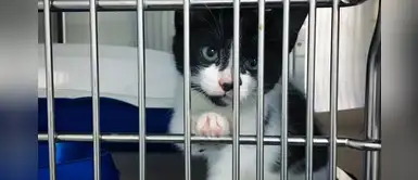 Gato abandonado rasca puerta buscando ayuda y encuentra hogar para siempre Gato abandonado rasca puerta buscando ayuda y encuentra hogar para siempre