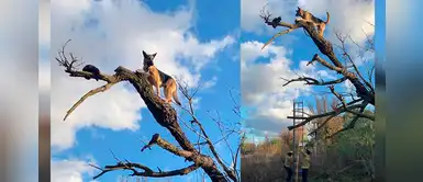 Perro persiguió a un gato y ambos quedaron atrapados hasta que bomberos los rescataron Perro persiguió a un gato y ambos quedaron atrapados hasta que bomberos los rescataron