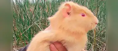 MML: encuentran el primer cuy albino en Los Pantanos de Villa MML: encuentran el primer cuy albino en Los Pantanos de Villa