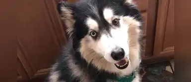 El divertido resultado de un Husky luego de pasar por la peluquería El divertido resultado de un Husky luego de pasar por la peluquería