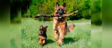 ¿Vas adoptar un perro rescatado? Te compartimos 25 nombres con la letra D ¿Vas adoptar un perro rescatado? Te compartimos 25 nombres con la letra D