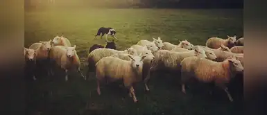 Perros valientes llevan a rebaño a un lugar seguro luego de las inundaciones Perros valientes llevan a rebaño a un lugar seguro luego de las inundaciones