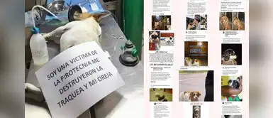 Reportan más de 40 mascotas perdidas debido al ruido de los pirotécnicos en Navidad Reportan más de 40 mascotas perdidas debido al ruido de los pirotécnicos en Navidad