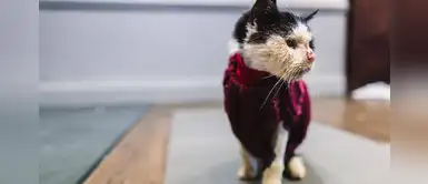 Gato callejero estuvo cerca de morir, pero su recuperación fue asombrosa Gato callejero estuvo cerca de morir, pero su recuperación fue asombrosa