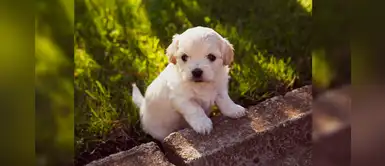 ¿Vas a tener una nueva mascota? Te compartimos 20 nombres con la letra E ¿Vas a tener una nueva mascota? Te compartimos 20 nombres con la letra E