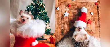 El hermoso erizo que conquistó las redes por su espíritu navideño El hermoso erizo que conquistó las redes por su espíritu navideño