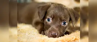 ¿Adoptarías un perrito por Año Nuevo? Te mostramos 20 nombres lindos con la letra F ¿Adoptarías un perrito por Año Nuevo? Te mostramos 20 nombres lindos con la letra F