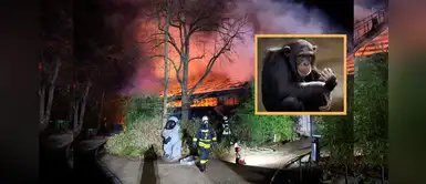 Alemania: 30 animales perdieron la vida en un incendio originado por pirotécnicos Alemania: 30 animales perdieron la vida en un incendio originado por pirotécnicos