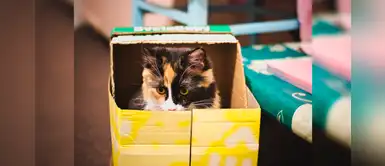 ¿Sabías que los gatos aman las cajas porque reducen el estrés? ¿Sabías que los gatos aman las cajas porque reducen el estrés?