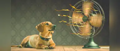 ¿Tienes mascotas? 10 consejos para mantener fresca tu casa y cuidar de su salud ¿Tienes mascotas? 10 consejos para mantener fresca tu casa y cuidar de su salud