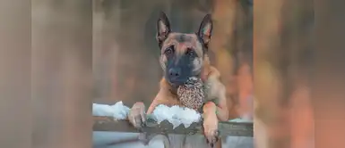 Este perro y su amiga lechuza conmueven a miles con tiernas fotos Este perro y su amiga lechuza conmueven a miles con tiernas fotos