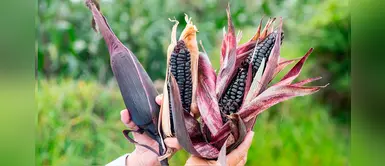 Supermaíz morado, el superalimento que previene el cáncer y reduce el colesterol Supermaíz morado, el superalimento que previene el cáncer y reduce el colesterol