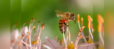 Francia prohíbe dos nuevos pesticidas para proteger a las abejas Francia prohíbe dos nuevos pesticidas para proteger a las abejas