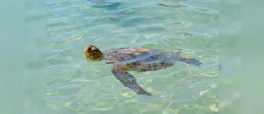 Felicitan al Perú por aprobar Plan Nacional de Conservación de Tortugas Marinas Felicitan al Perú por aprobar Plan Nacional de Conservación de Tortugas Marinas