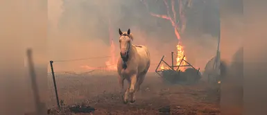 Australia: Más de 480 millones de animales fallecieron víctimas de incendios forestales Australia: Más de 480 millones de animales fallecieron víctimas de incendios forestales