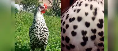 La gallina y sus marcas en forma de corazón que conquista las redes sociales La gallina y sus marcas en forma de corazón que conquista las redes sociales