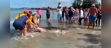 Nueva Zelanda: turistas golpean a un tiburón blanco y luego se toman selfies Nueva Zelanda: turistas golpean a un tiburón blanco y luego se toman selfies