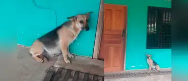 Perra embarazada espera a sus amos fuera de casa sin saber que fue abandonada Perra embarazada espera a sus amos fuera de casa sin saber que fue abandonada