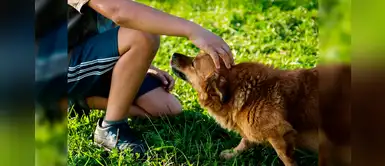 25 nombres hermosos y originales para tu futuro perrito con la letra G 25 nombres hermosos y originales para tu futuro perrito con la letra G