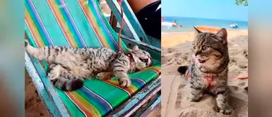 Gatito es llevado a la playa de vacaciones y la pasa mejor que los humanos Gatito es llevado a la playa de vacaciones y la pasa mejor que los humanos