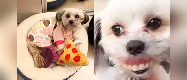 Hombre buscaba su dentadura y la encontró cuando su perro sonrió Hombre buscaba su dentadura y la encontró cuando su perro sonrió