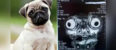 Humano le realiza resonancia magnética a su pug y la “aterradora” imagen se vuelve viral Humano le realiza resonancia magnética a su pug y la “aterradora” imagen se vuelve viral