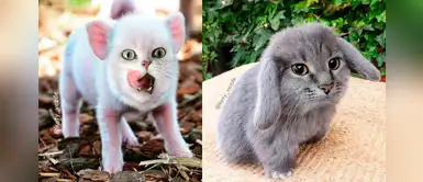 ¿Cómo lucirían los animales con el rostro de gato? 10 imágenes que te harán suspirar ¿Cómo lucirían los animales con el rostro de gato? 10 imágenes que te harán suspirar