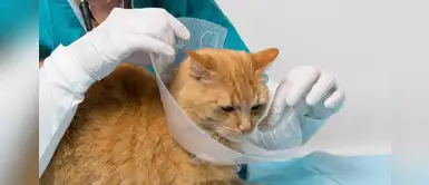 ¿Por qué es importante el uso del collar isabelino? ¿Por qué es importante el uso del collar isabelino?