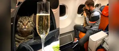 Hombre engañó a aerolínea para viajar con su gato gordo y ahora perdió todas sus millas Hombre engañó a aerolínea para viajar con su gato gordo y ahora perdió todas sus millas