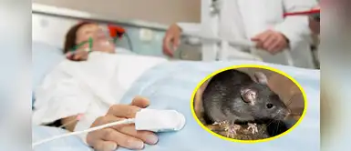 Leptospirosis: ¿Cómo evitar el contagio? Leptospirosis: ¿Cómo evitar el contagio?