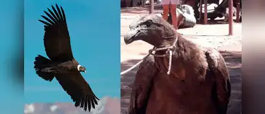 Rescatan a cóndor andino que mantenían amarrado en un taller mecánico Rescatan a cóndor andino que mantenían amarrado en un taller mecánico