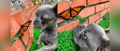 El memorable encuentro entre un perrito y una mariposa que enternece en las redes sociales El memorable encuentro entre un perrito y una mariposa que enternece en las redes sociales